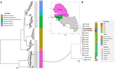 Detection of human case of dengue virus 2 belonging to sylvatic genotype during routine surveillance of fever in Senegal, Kolda 2021